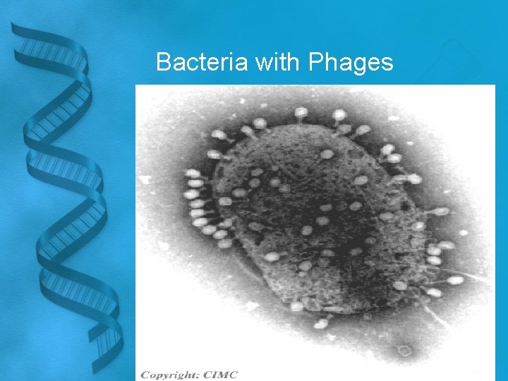 Bacteria with Phages 