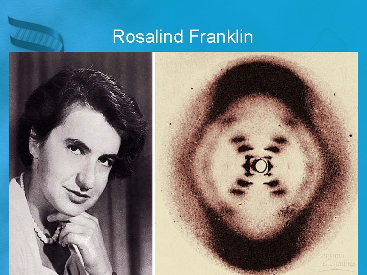 Rosalind Franklin 