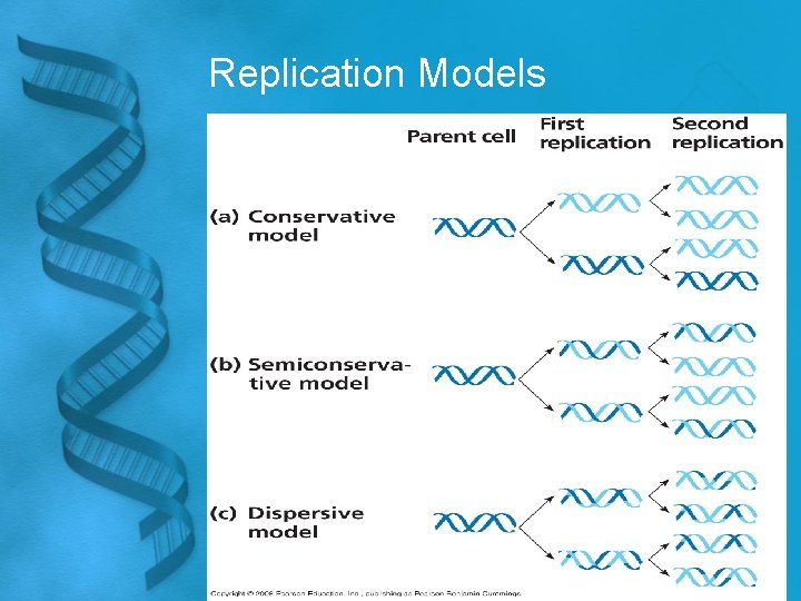 Replication Models 