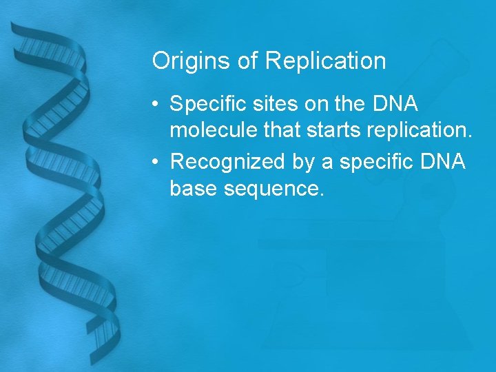 Origins of Replication • Specific sites on the DNA molecule that starts replication. •