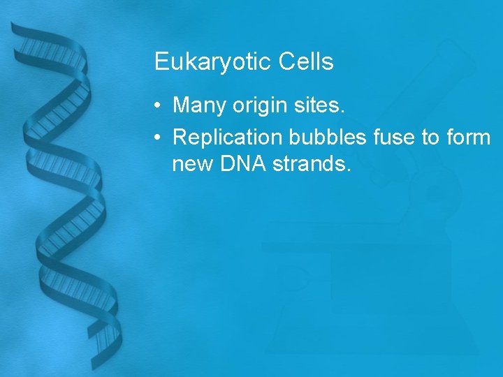 Eukaryotic Cells • Many origin sites. • Replication bubbles fuse to form new DNA