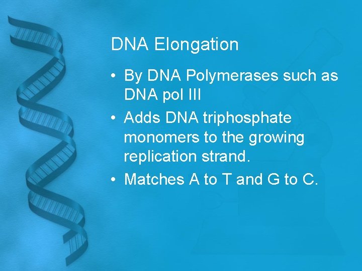 DNA Elongation • By DNA Polymerases such as DNA pol III • Adds DNA