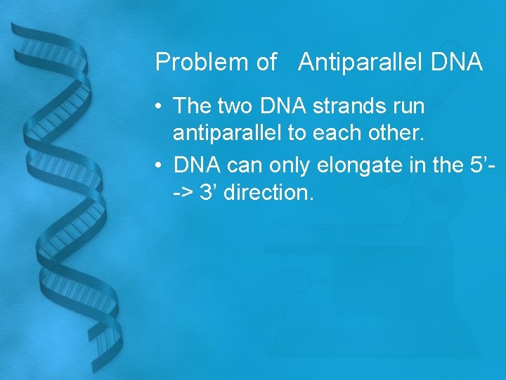 Problem of Antiparallel DNA • The two DNA strands run antiparallel to each other.
