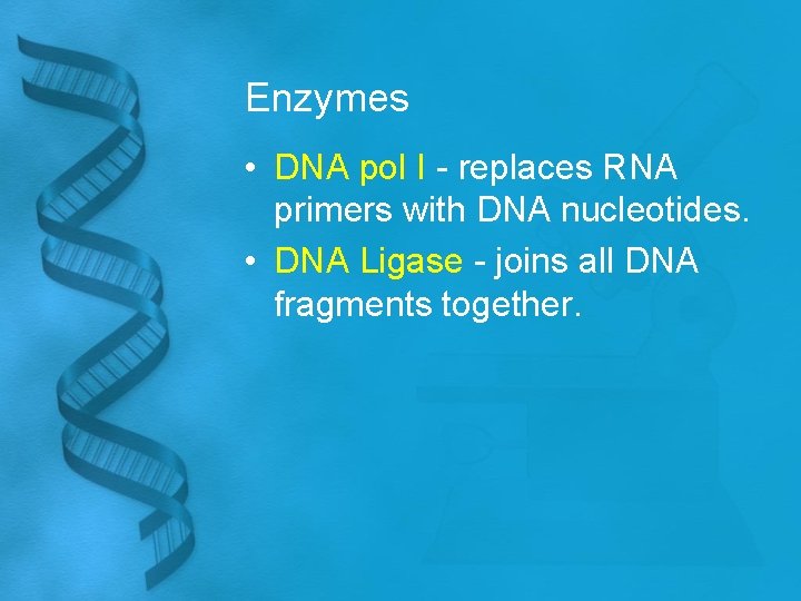 Enzymes • DNA pol I - replaces RNA primers with DNA nucleotides. • DNA