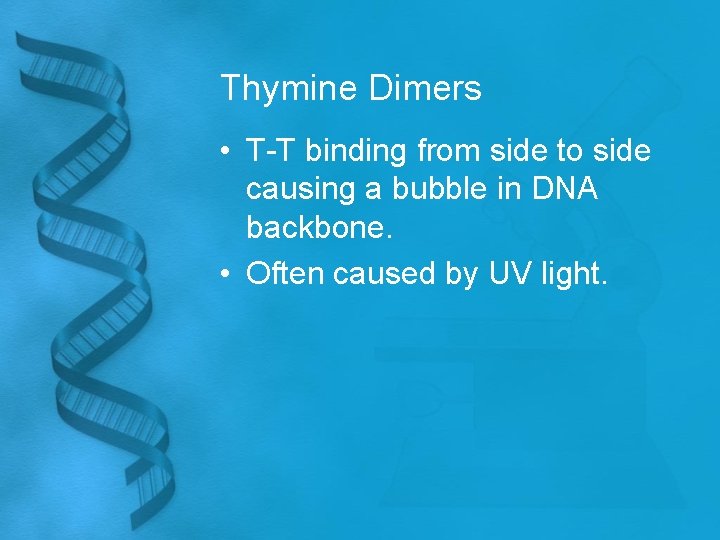 Thymine Dimers • T-T binding from side to side causing a bubble in DNA