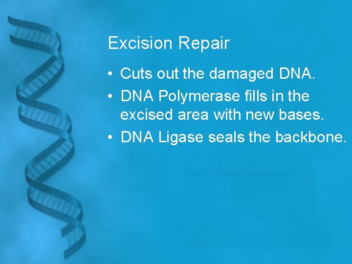 Excision Repair • Cuts out the damaged DNA. • DNA Polymerase fills in the