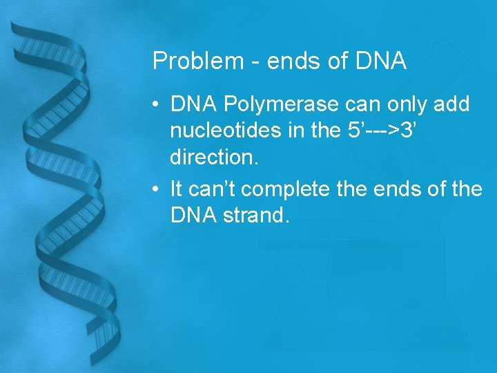 Problem - ends of DNA • DNA Polymerase can only add nucleotides in the