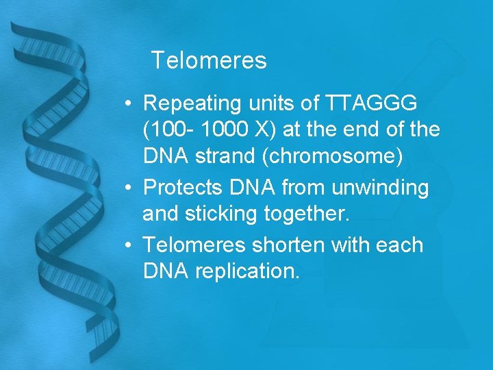 Telomeres • Repeating units of TTAGGG (100 - 1000 X) at the end of