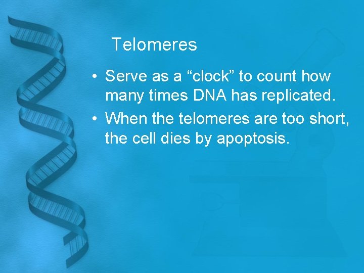 Telomeres • Serve as a “clock” to count how many times DNA has replicated.
