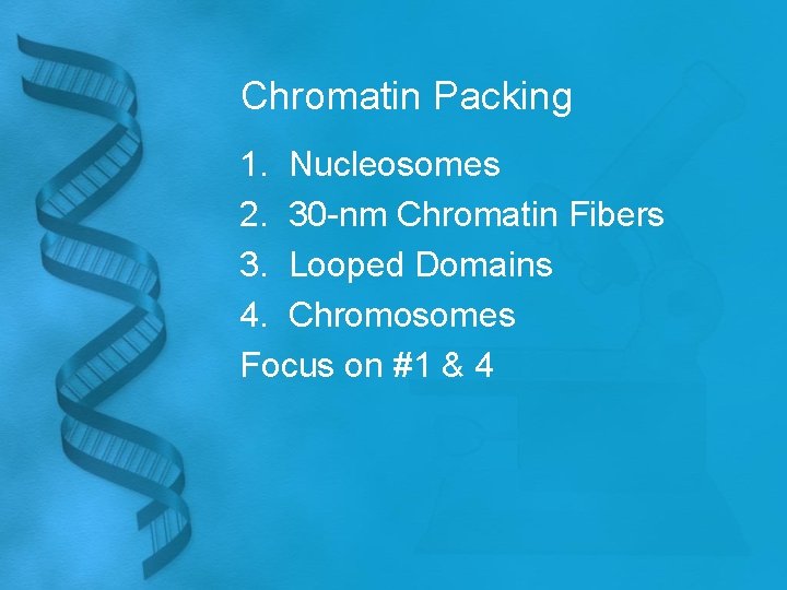 Chromatin Packing 1. Nucleosomes 2. 30 -nm Chromatin Fibers 3. Looped Domains 4. Chromosomes