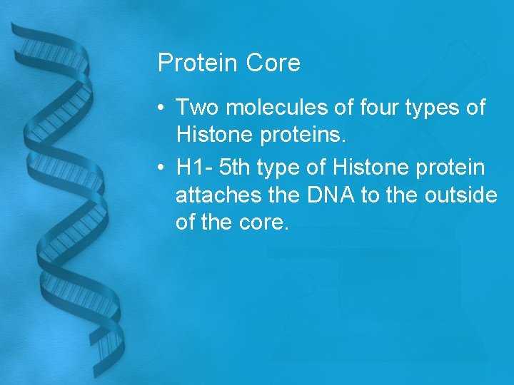 Protein Core • Two molecules of four types of Histone proteins. • H 1