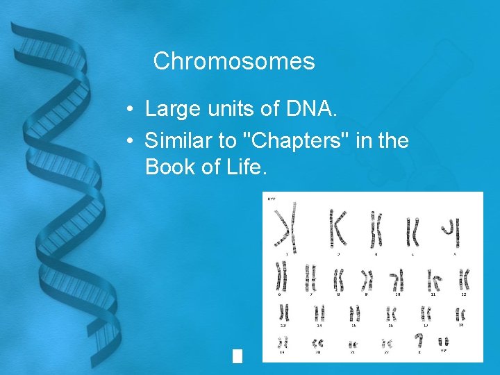 Chromosomes • Large units of DNA. • Similar to "Chapters" in the Book of
