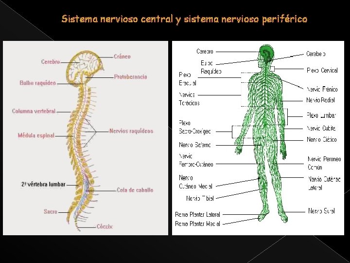 Sistema nervioso central y sistema nervioso periférico 