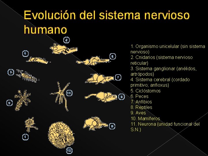 Evolución del sistema nervioso humano 1. Organismo unicelular (sin sistema nervioso) 2. Cnidarios (sistema