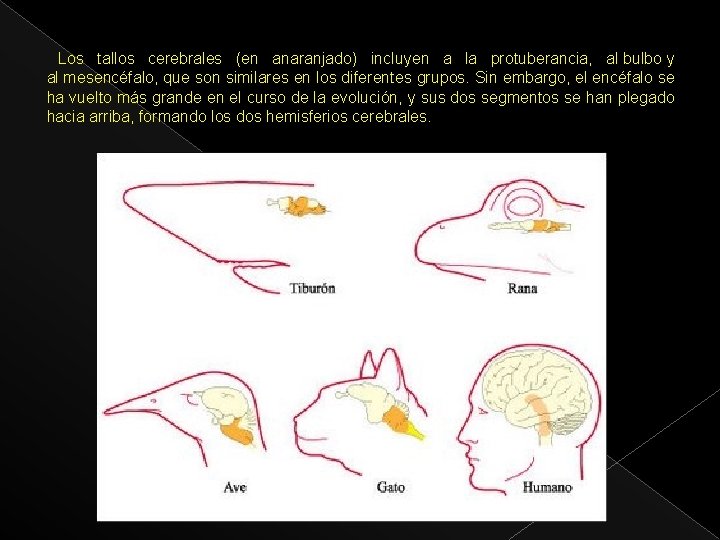 Los tallos cerebrales (en anaranjado) incluyen a la protuberancia, al bulbo y al mesencéfalo,