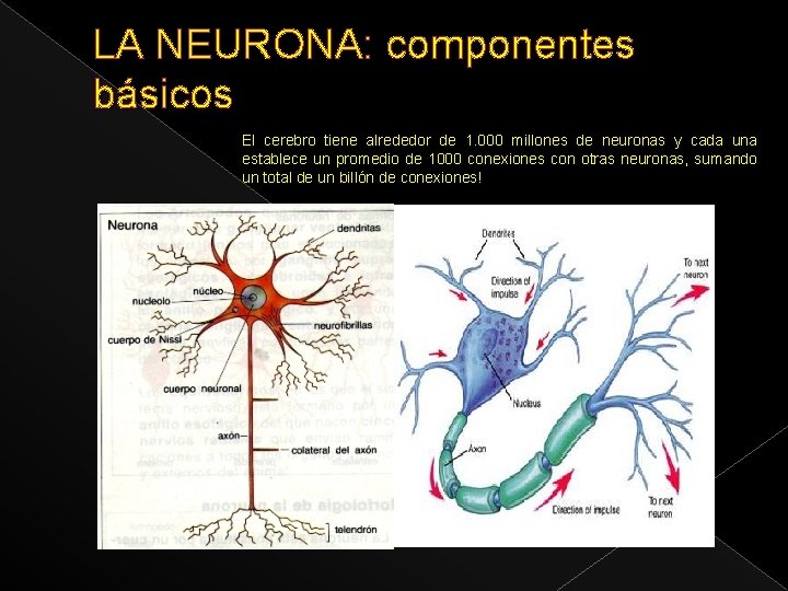 LA NEURONA: componentes básicos El cerebro tiene alrededor de 1. 000 millones de neuronas