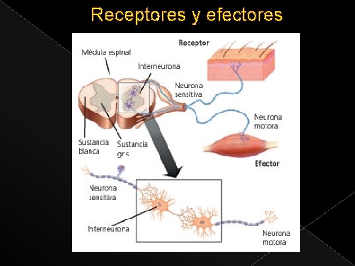 Receptores y efectores 