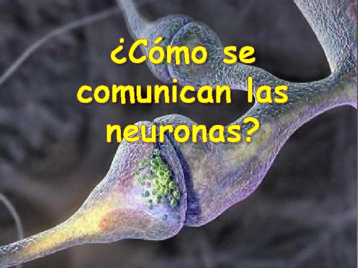 ¿Cómo se comunican las neuronas? 