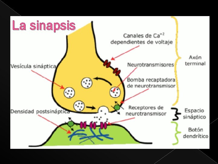 La sinapsis 