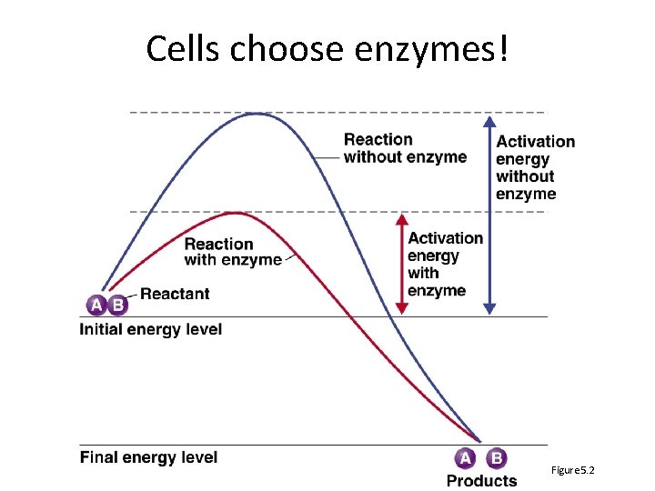 Cells choose enzymes! Figure 5. 2 