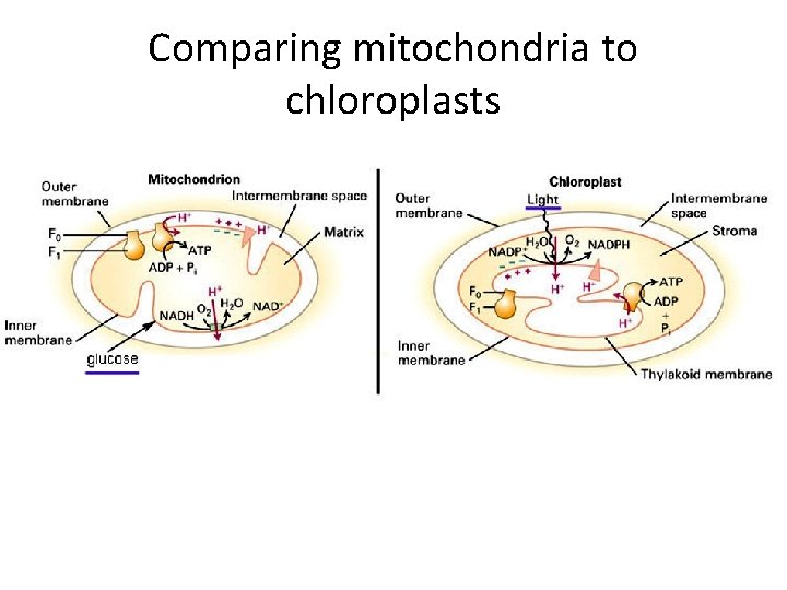 Comparing mitochondria to chloroplasts 