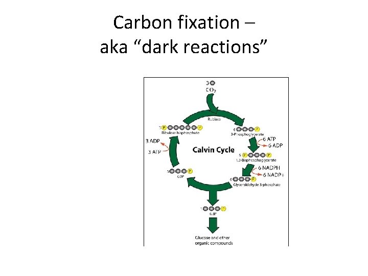 Carbon fixation – aka “dark reactions” 