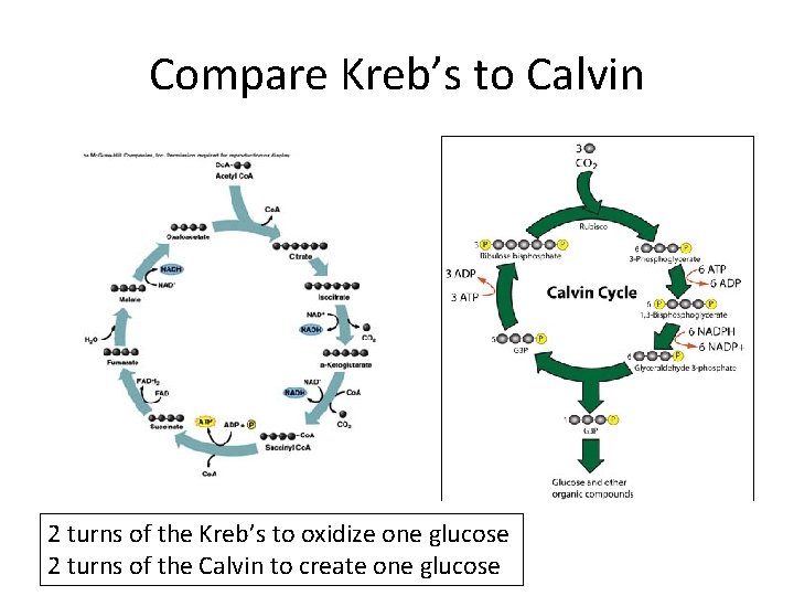 Compare Kreb’s to Calvin 2 turns of the Kreb’s to oxidize one glucose 2