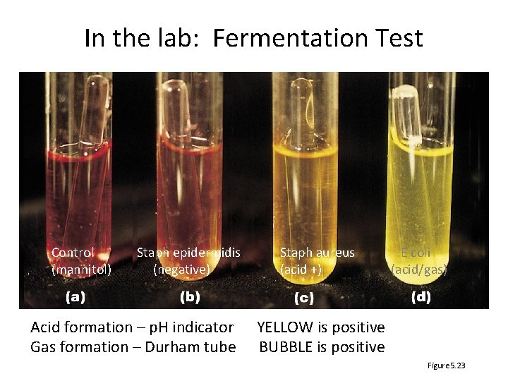 In the lab: Fermentation Test Control (mannitol) Staph epidermidis (negative) Acid formation – p.