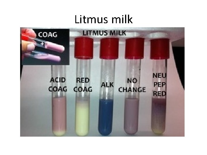 Litmus milk 