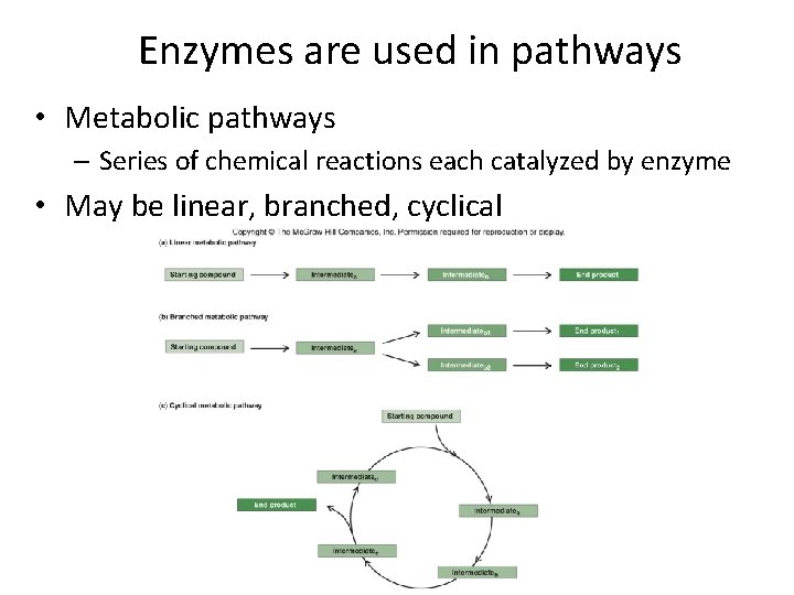 Enzymes are used in pathways • Metabolic pathways – Series of chemical reactions each