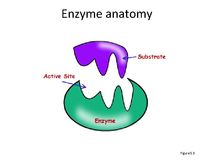 Enzyme anatomy Figure 5. 3 