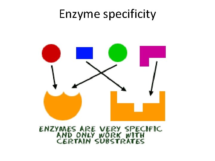 Enzyme specificity 