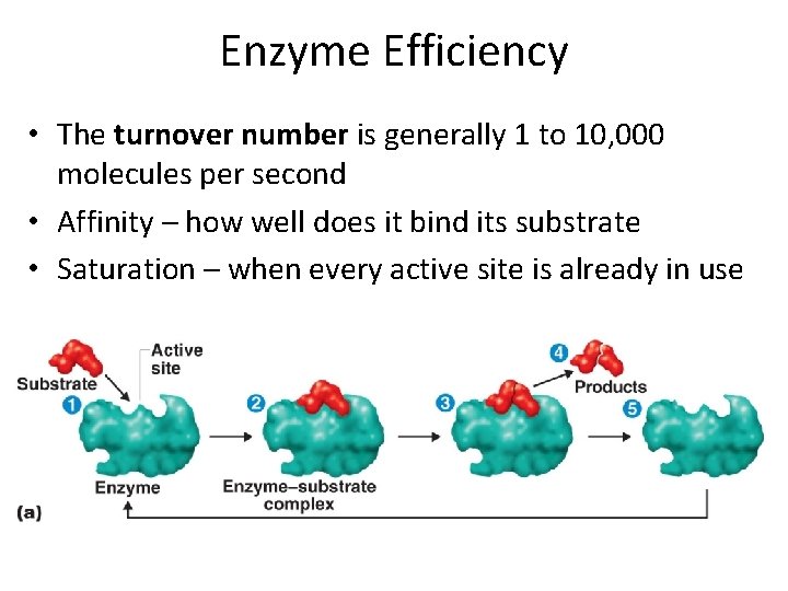 Enzyme Efficiency • The turnover number is generally 1 to 10, 000 molecules per
