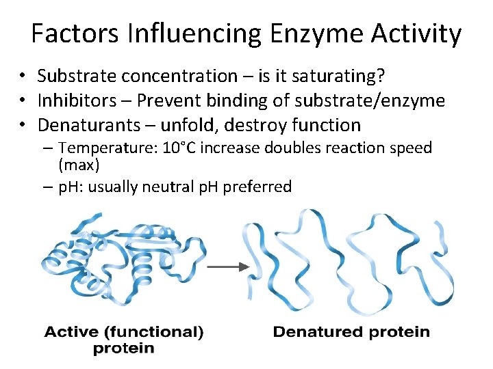 Factors Influencing Enzyme Activity • Substrate concentration – is it saturating? • Inhibitors –