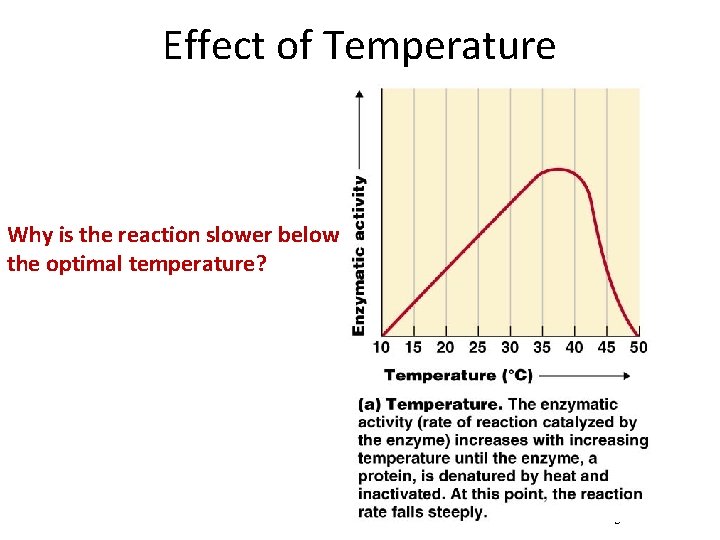 Effect of Temperature Why is the reaction slower below the optimal temperature? Figure 5.