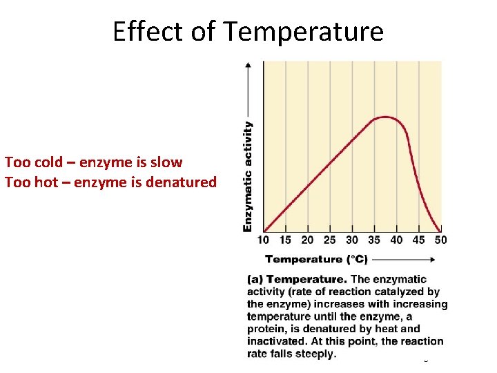 Effect of Temperature Too cold – enzyme is slow Too hot – enzyme is