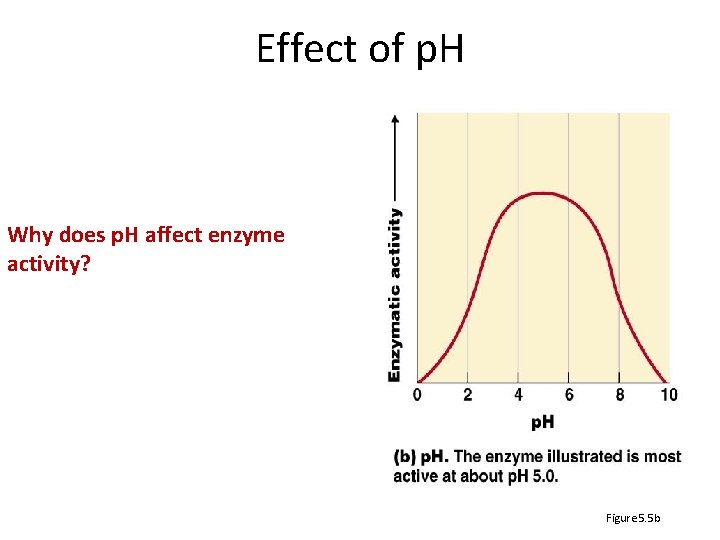 Effect of p. H Why does p. H affect enzyme activity? Figure 5. 5