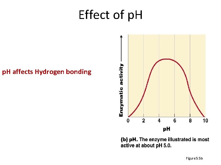 Effect of p. H affects Hydrogen bonding Figure 5. 5 b 