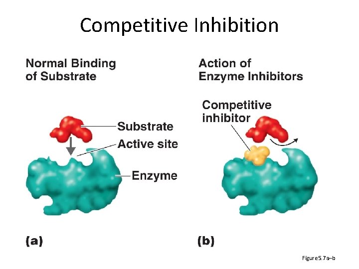 Competitive Inhibition Figure 5. 7 a–b 