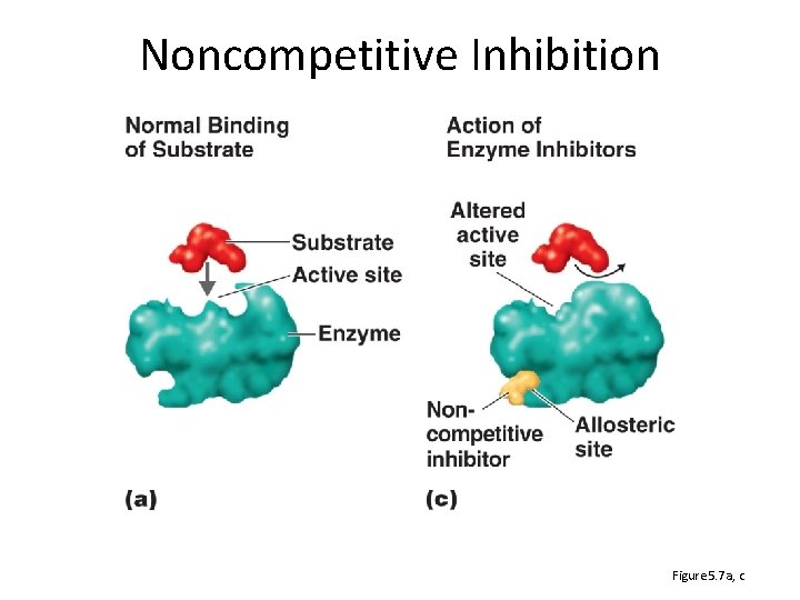 Noncompetitive Inhibition Figure 5. 7 a, c 