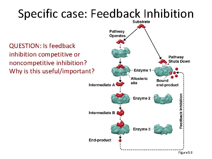Specific case: Feedback Inhibition QUESTION: Is feedback inhibition competitive or noncompetitive inhibition? Why is