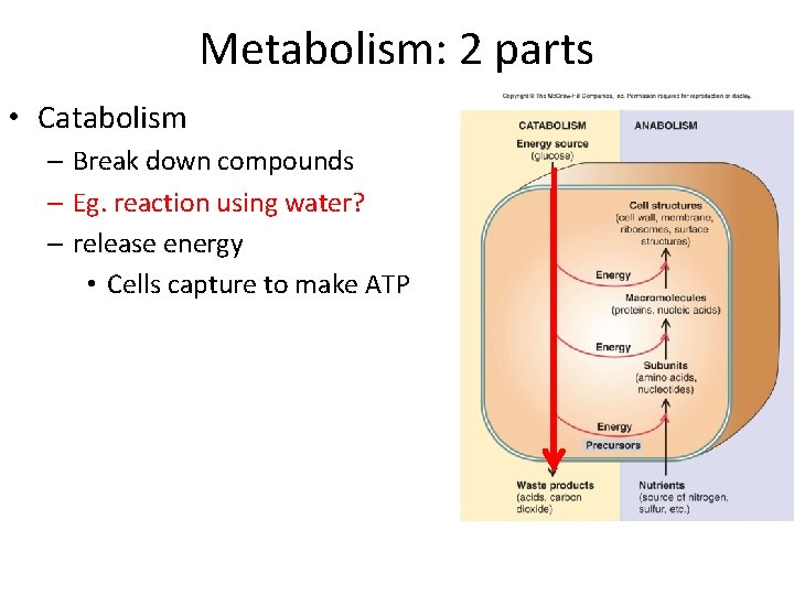 Metabolism: 2 parts • Catabolism – Break down compounds – Eg. reaction using water?