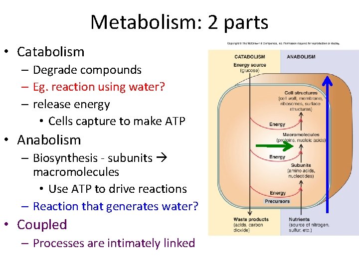 Metabolism: 2 parts • Catabolism – Degrade compounds – Eg. reaction using water? –