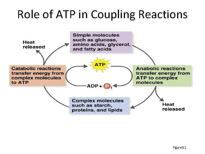 Role of ATP in Coupling Reactions Figure 5. 1 