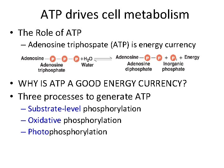 ATP drives cell metabolism • The Role of ATP – Adenosine triphospate (ATP) is