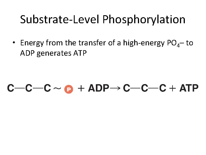 Substrate-Level Phosphorylation • Energy from the transfer of a high-energy PO 4– to ADP