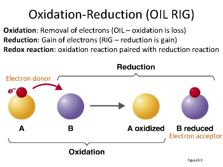 Oxidation-Reduction (OIL RIG) Oxidation: Removal of electrons (OIL – oxidation is loss) Reduction: Gain