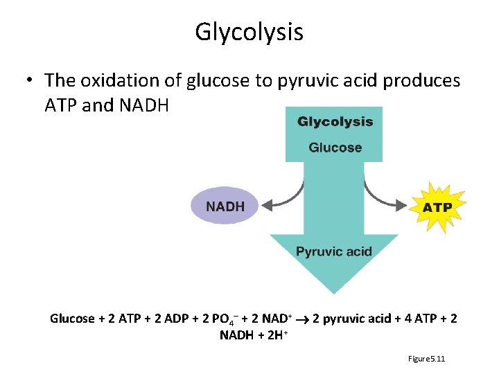 Glycolysis • The oxidation of glucose to pyruvic acid produces ATP and NADH Glucose