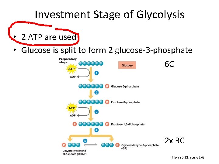 Investment Stage of Glycolysis • 2 ATP are used • Glucose is split to