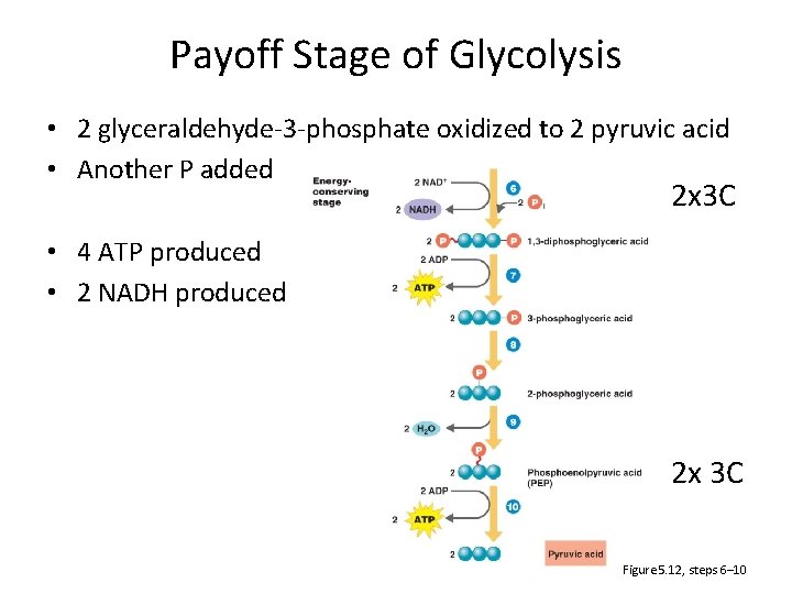 Payoff Stage of Glycolysis • 2 glyceraldehyde-3 -phosphate oxidized to 2 pyruvic acid •
